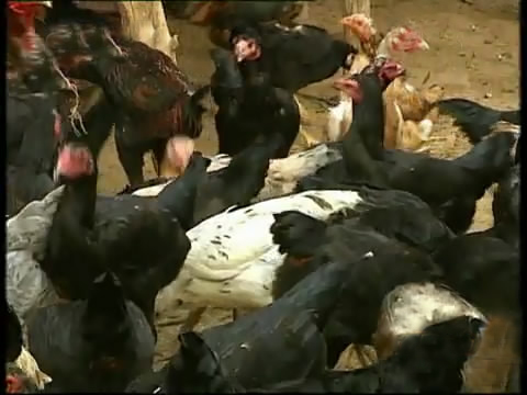 斗鸡苗养殖方法,斗鸡的养殖视频大全