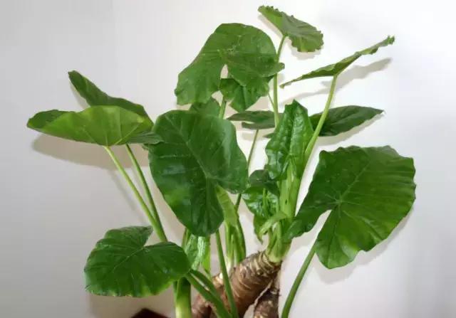 欺骗你多年的小知识终于找全了,保证让你看了不后悔的小知识