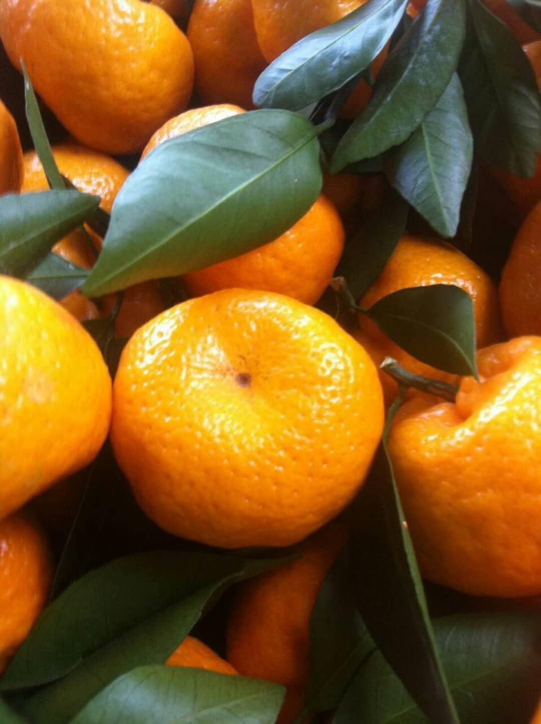 广柑椪柑沃柑这些柑的区别是什么,青皮蜜桔沃柑