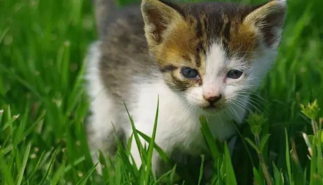 养猫如何不铲屎,什么猫不用铲屎呢