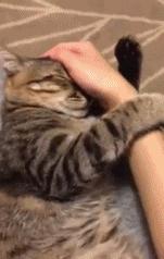 怎么样识别猫对人的依赖,怎么了解猫的心理