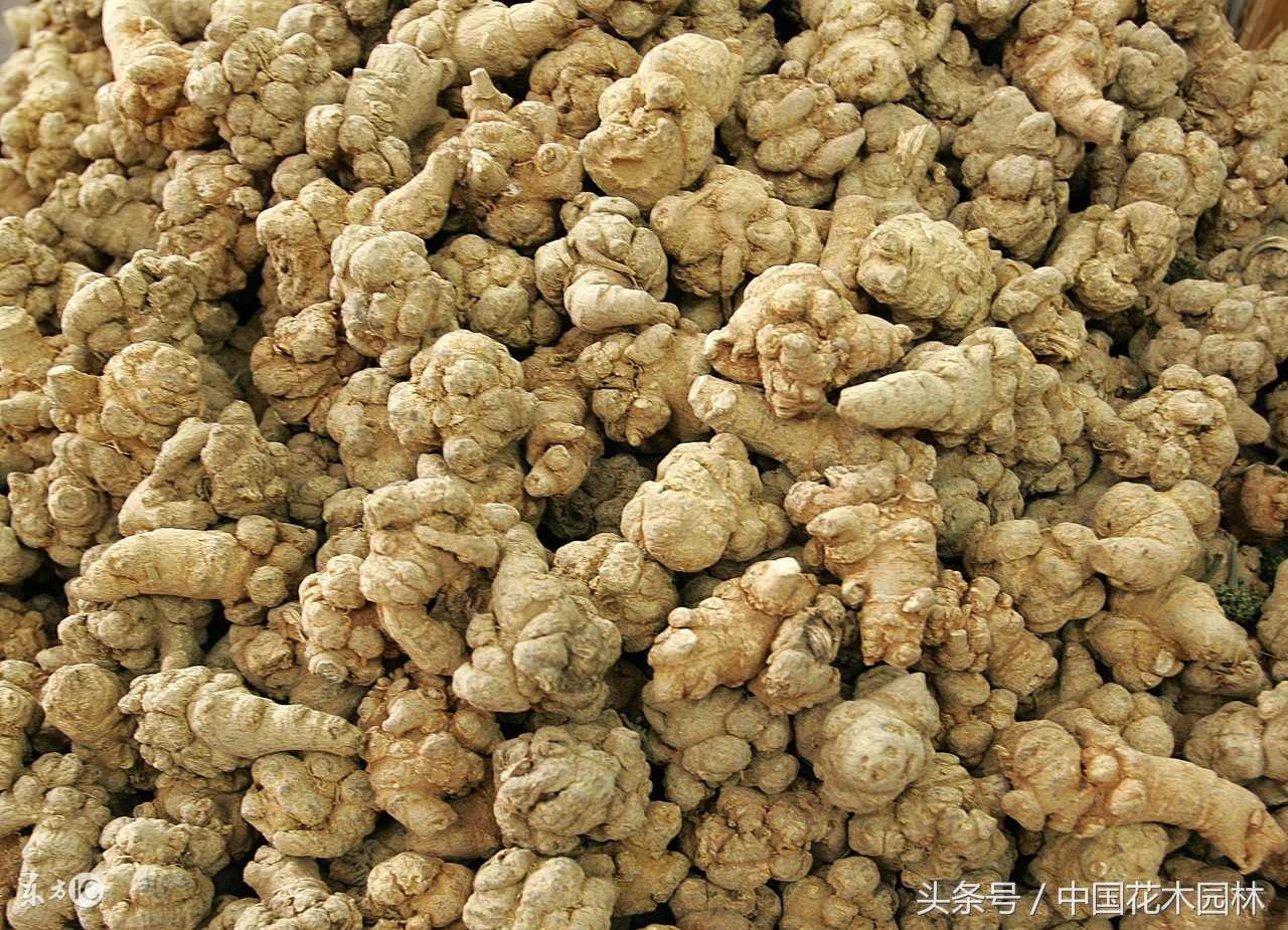 云南出入境检疫局,云南质检总局