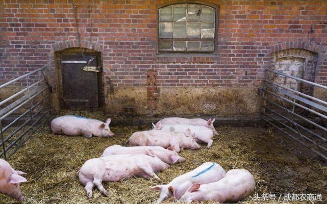 母猪有泪斑怎么处理,母猪出现泪斑和死皮是什么情况