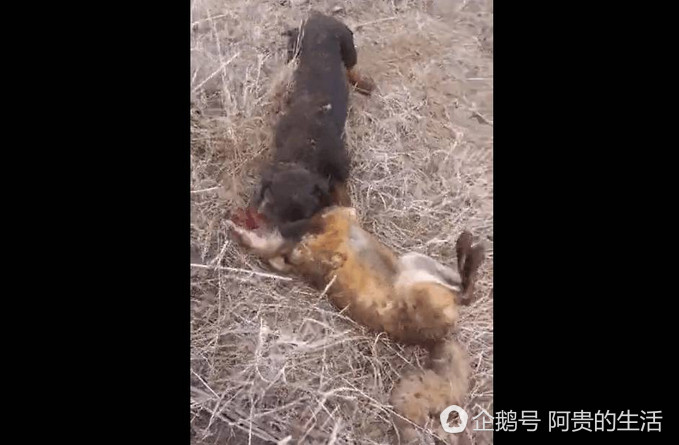 自然界“装死达人”我只服狐狸，居然可以骗过*狗猎**成功逃生