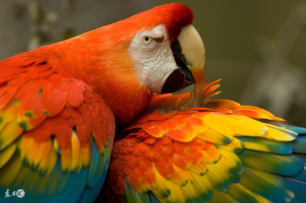 聪明的鹦鹉,聪明的鹦鹉童话故事