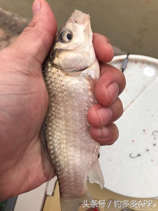钓鱼圈天赋,学钓鱼从零开始野钓选鱼钩