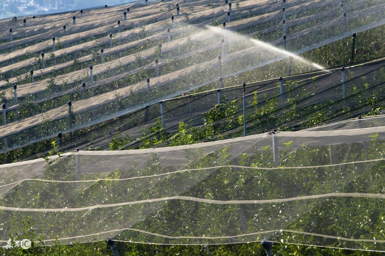 新种的树苗为什么活不了,新种的果树苗为什么不长