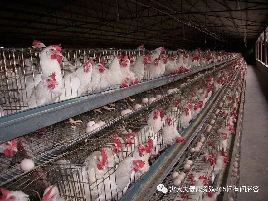 高产蛋禽饲养技术,高产蛋禽饲养管理的误区
