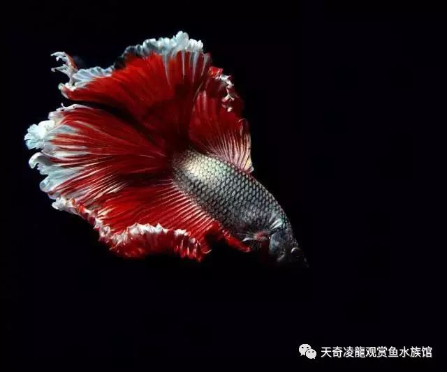 观赏鱼体内的寄生虫如何治疗,观赏鱼寄生虫治疗处理