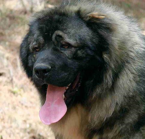 成年犬呕吐怎么办,成年犬呕吐厉害咋办