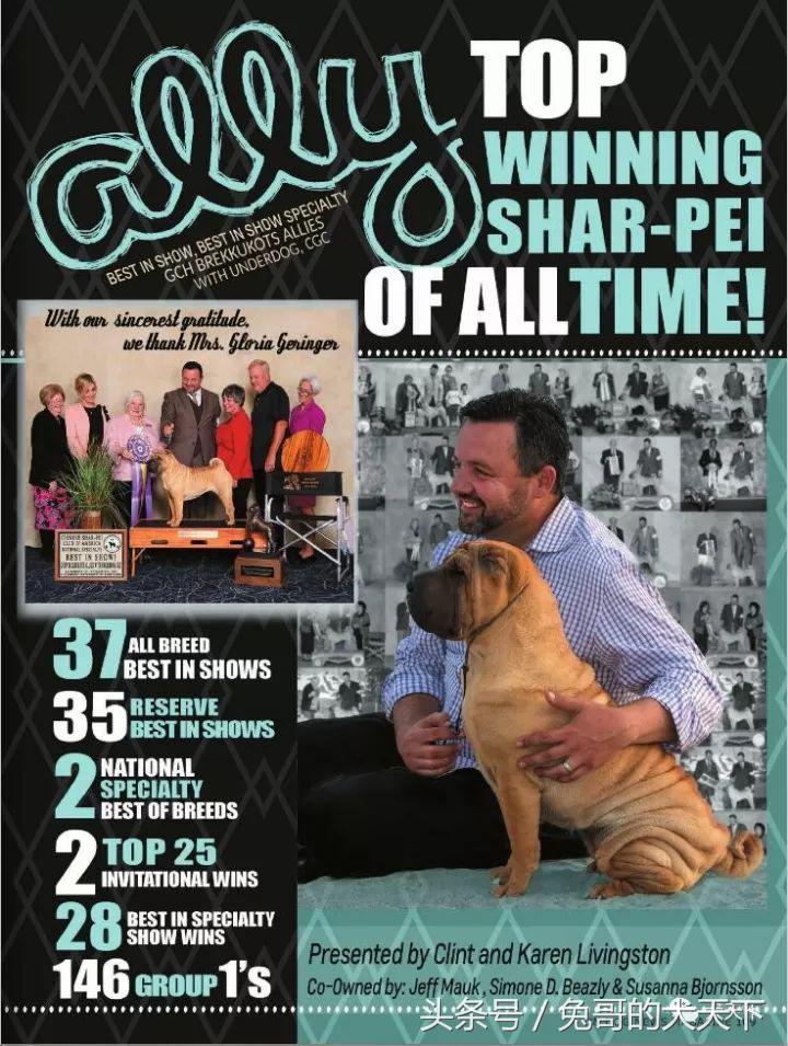 akc最受欢迎犬种排名,akc将犬种分为七个组别分别是