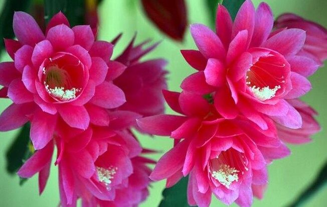 令箭荷花嫁接蟹爪兰的方法,令箭荷花扦插蟹爪兰