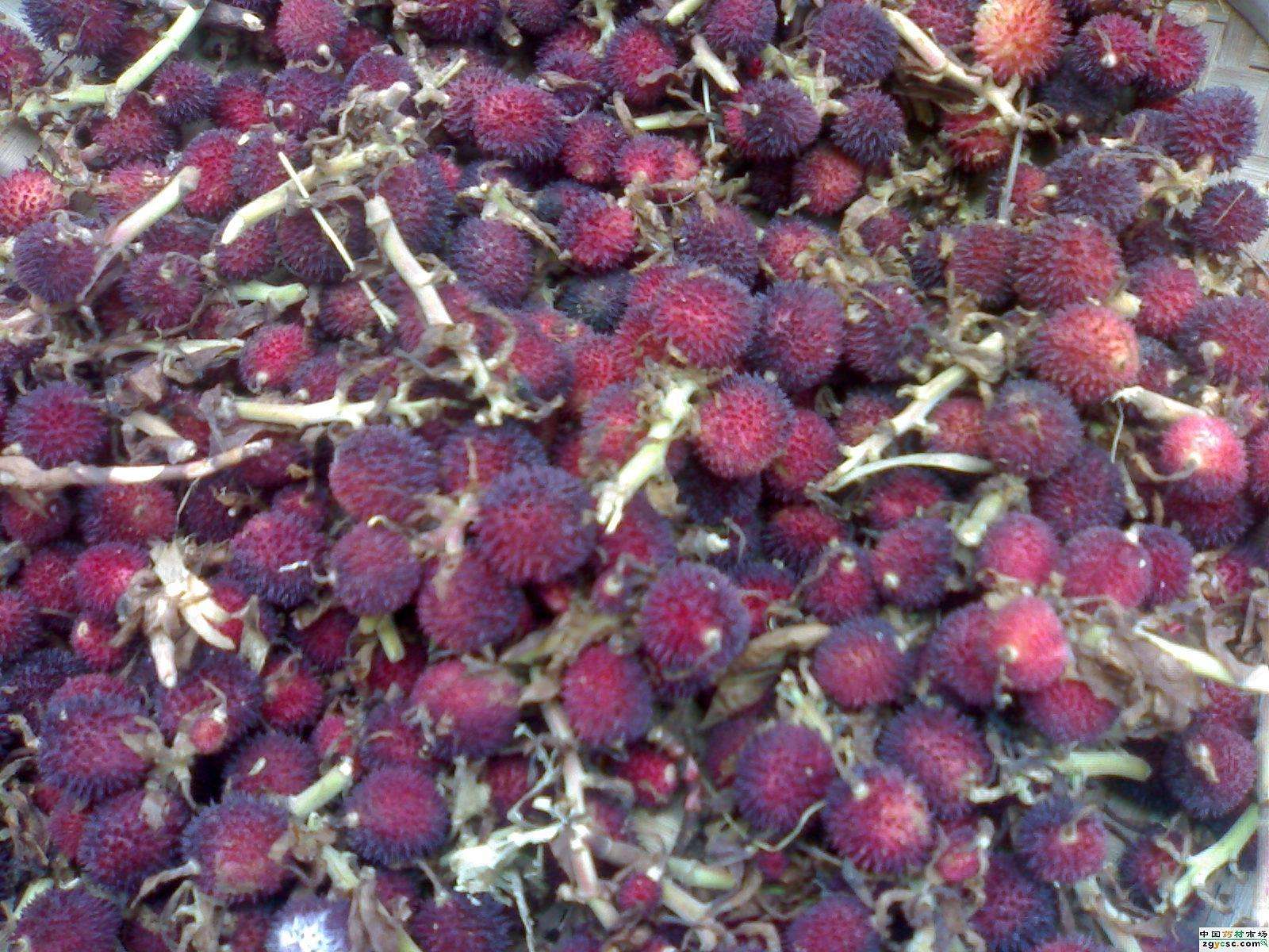 砂仁海南砂仁,海南砂仁不带皮的砂仁图