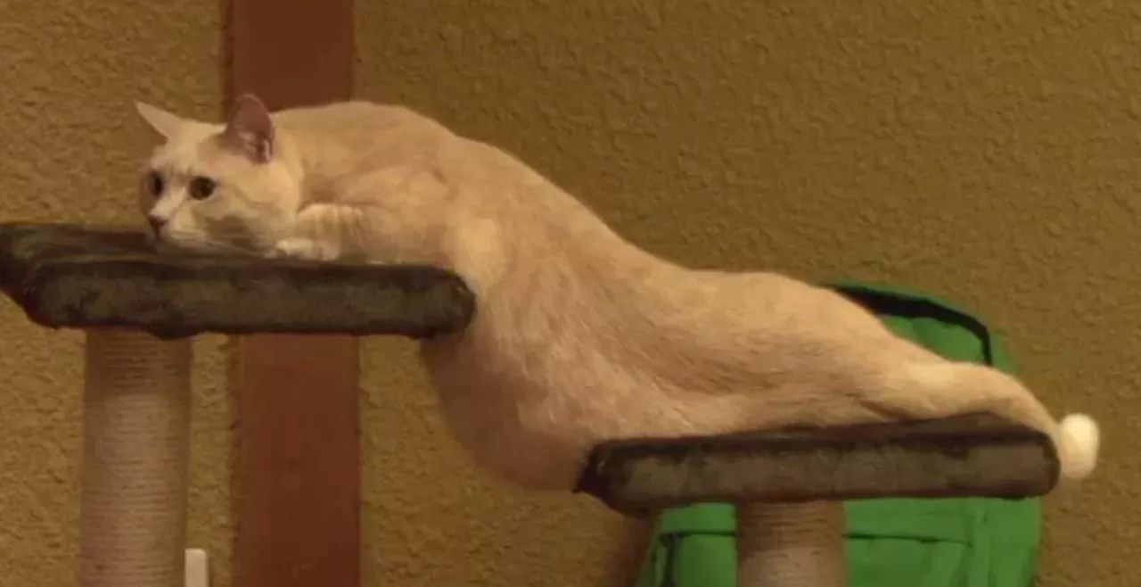 看完你就知道人为什么喜欢养猫了,终于知道为什么都喜欢养猫了