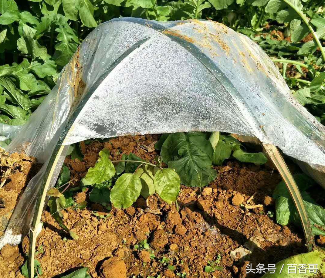 百香果小苗怎么防霜冻,百香果被霜冻怎么办