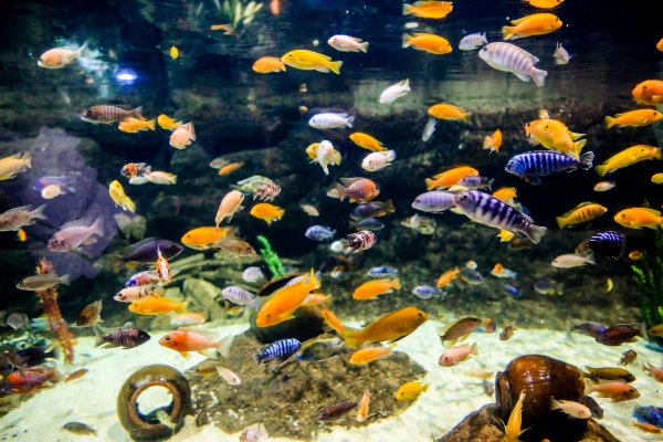 杭州极地海洋公园占地面积,杭州极地海洋公园什么时候建成