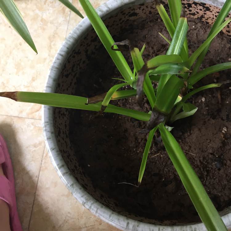 为什么养的吊兰特别嫩,水培吊兰叶子黑尖怎么回事