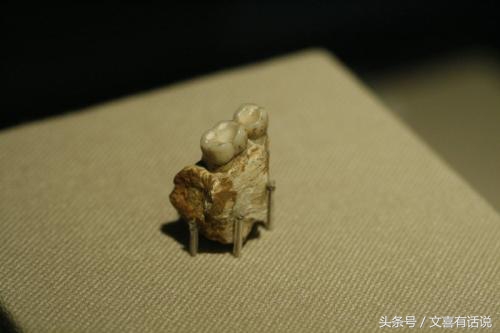 达尔文进化论很多现象解释不通,达尔文进化论是最大的伪科学吗