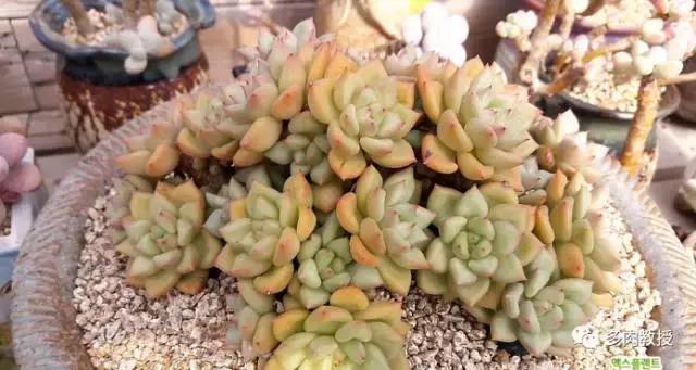 速看!韩国大棚主10大多肉镇店之宝,美呆了!