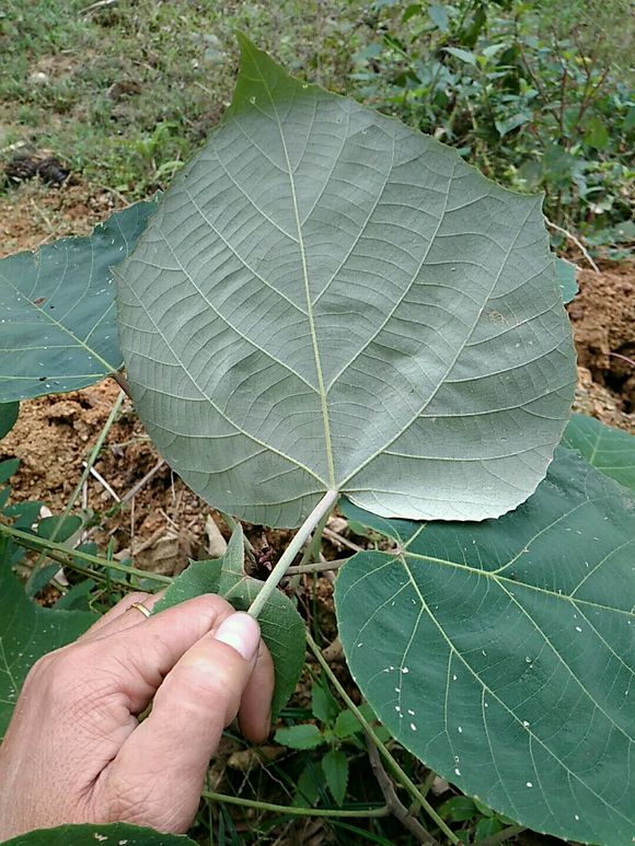 这个就是白背叶，你认识吗？知道它有什么秘密吗？