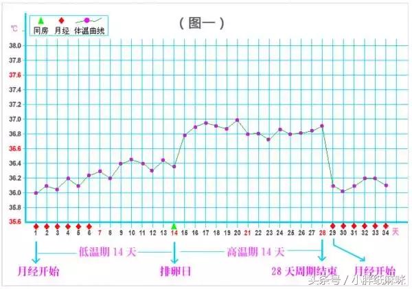 你了解受孕的过程吗,怎么区分排卵和怀孕