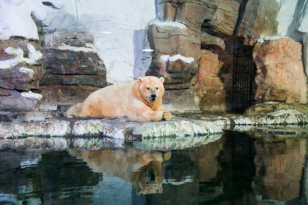 杭州极地海洋公园占地面积,杭州极地海洋公园什么时候建成