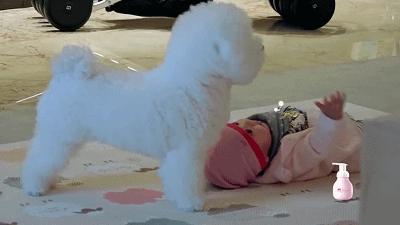 生活妙招：怎样去除狗狗身上的虱子？