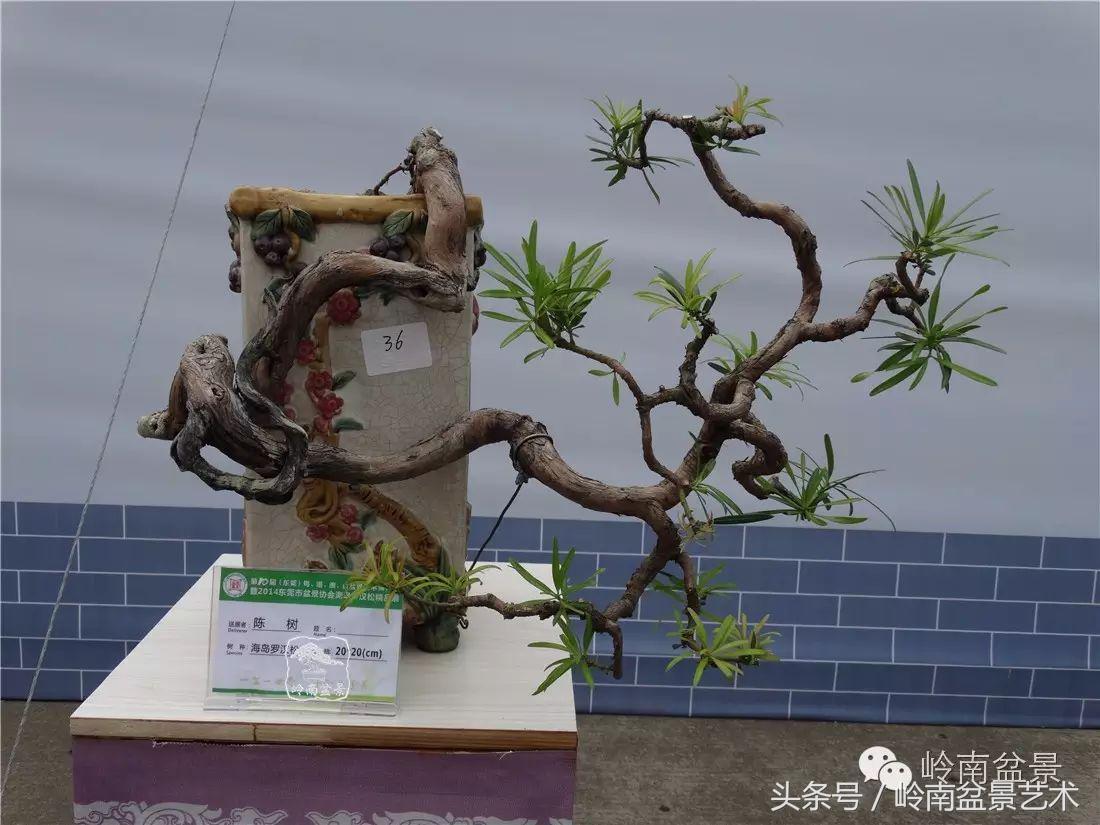 招财好运盆景,罗汉松开运招财