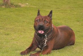 川东猎犬怎样才是正宗的,川东猎犬容易得病吗