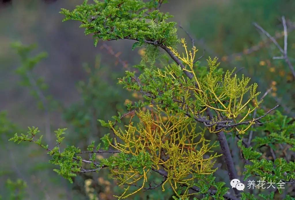 冷知识干货科普植物 (植物大战僵尸2冷门知识)