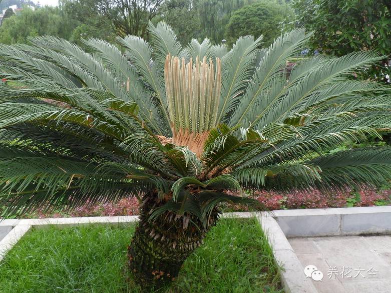 冷知识干货科普植物 (植物大战僵尸2冷门知识)