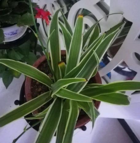 家里吊兰叶子发黄怎么办,家里的吊兰烂叶子怎么回事