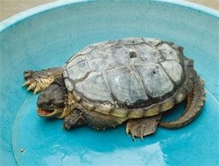 乌龟生病了怎么办?最全面的疾病治疗方法快快看看救小龟一命!