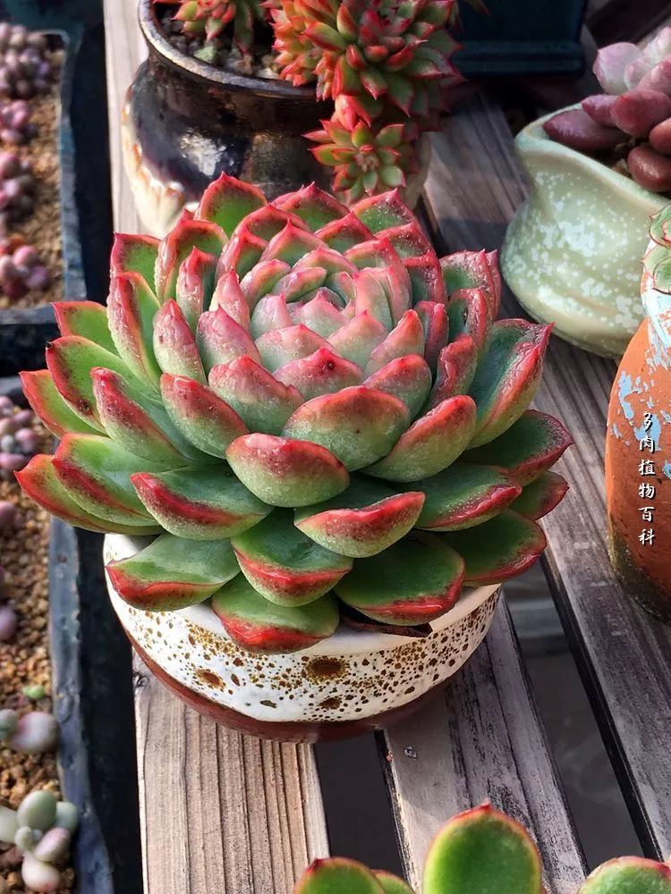 视觉盛宴美不胜收美图,视觉盛宴每个画面都美极了