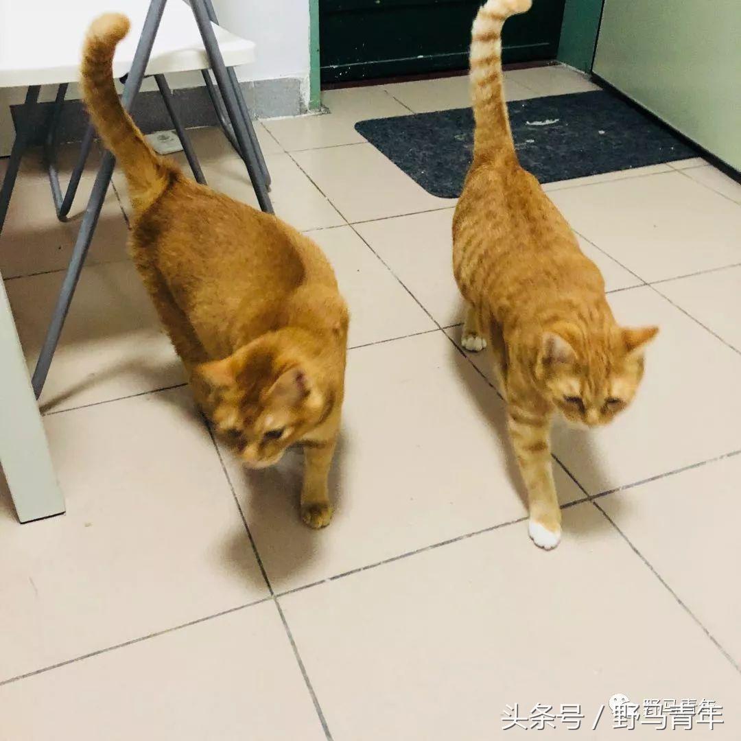 我一句说说而已，朋友就给我送了一只橘猫，结果她现在快20斤重