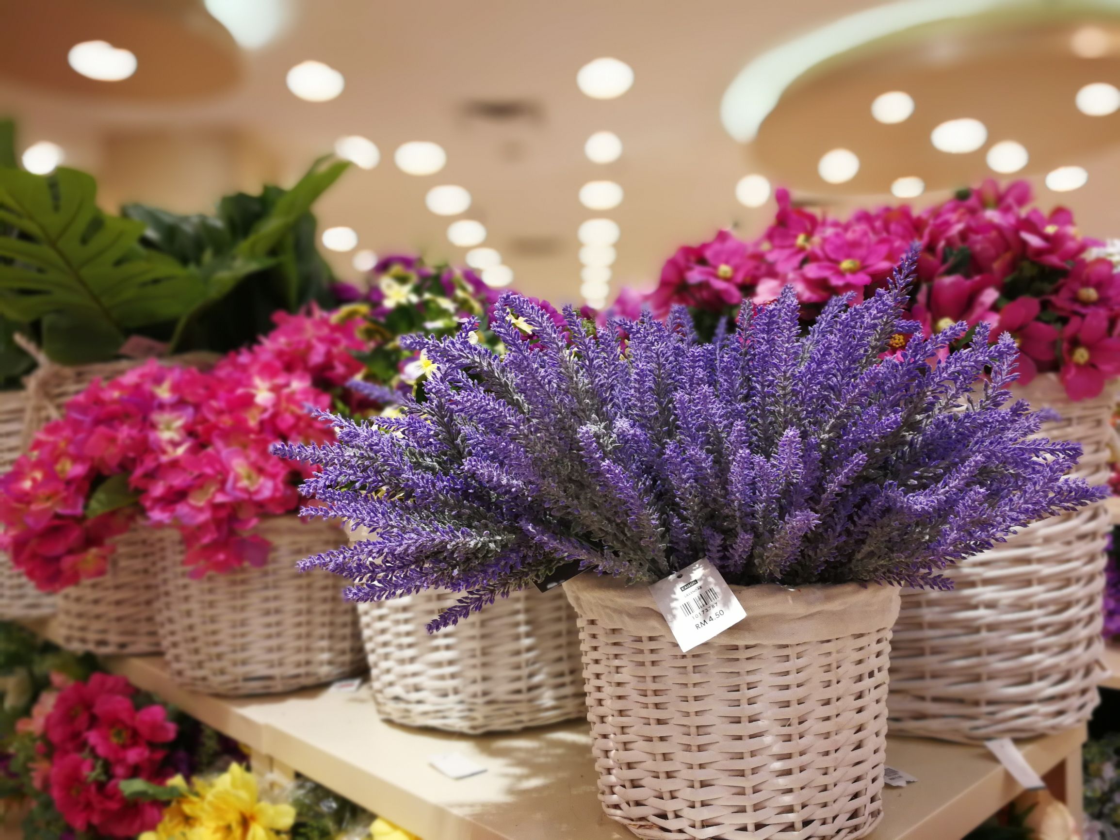 第一次沙巴克攻城,探索马来西亚沙巴美丽之旅