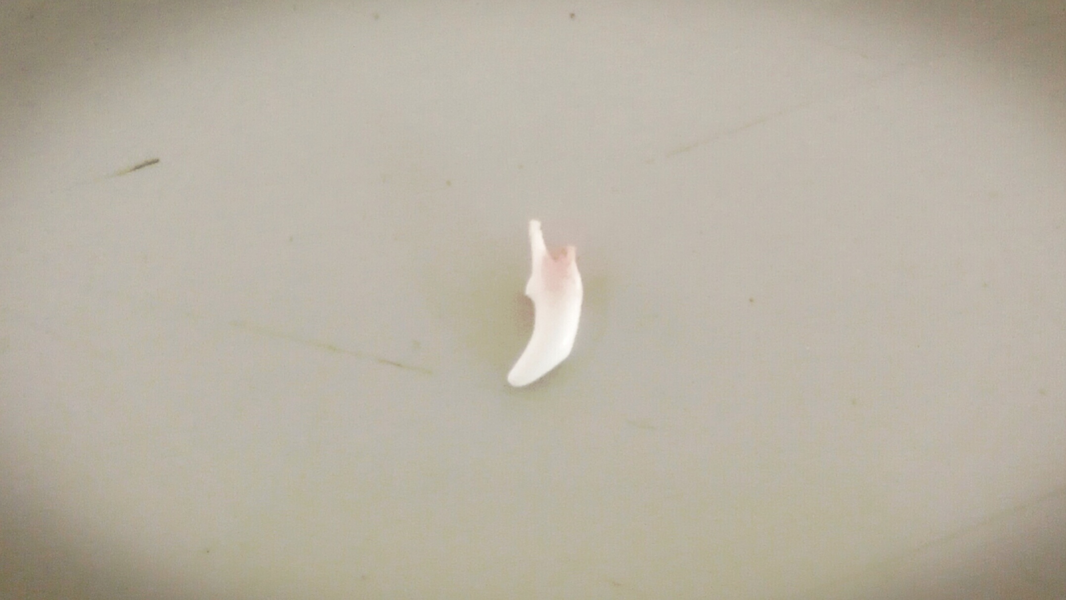 原来狗狗也会哭泣,狗狗怎么会掉牙