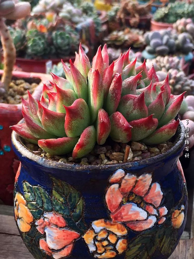 视觉盛宴美不胜收美图,视觉盛宴每个画面都美极了