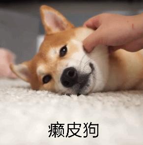 生活妙招：怎样去除狗狗身上的虱子？