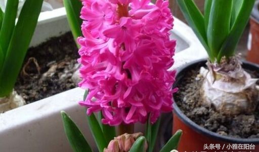 风信子开完花后怎么处理,风信子开完花后该怎么养