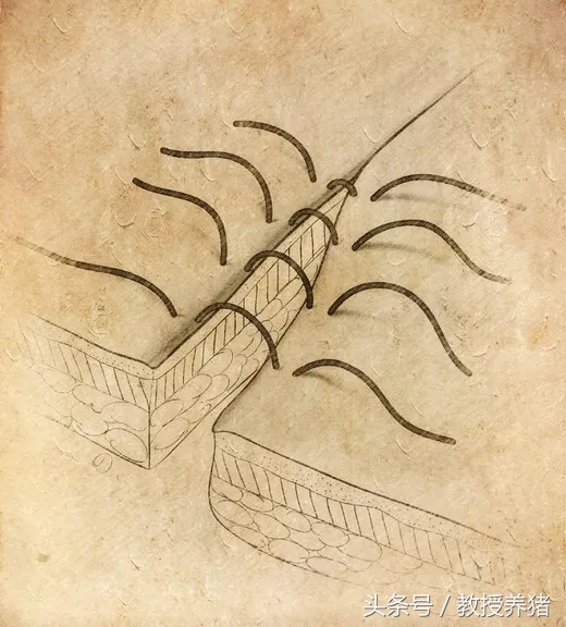 猪手术缝针打结方法,猪缝合手术全过程