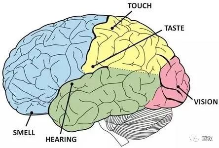 大脑皮质功能分区,大脑分区功能图儿童
