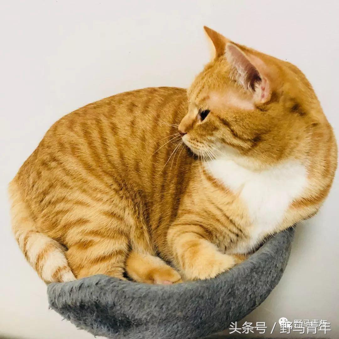我一句说说而已，朋友就给我送了一只橘猫，结果她现在快20斤重