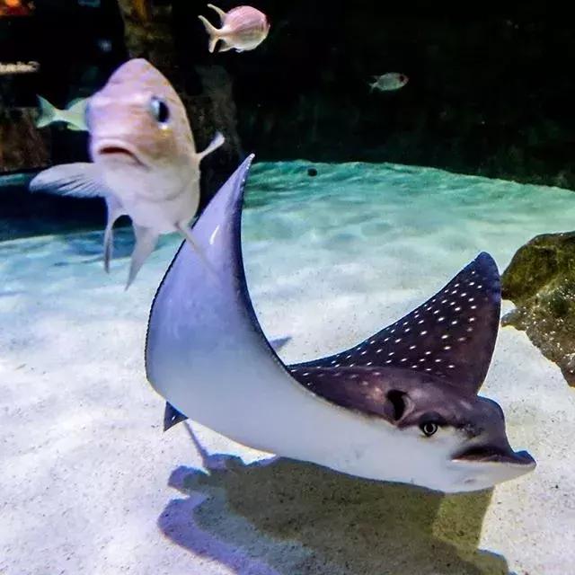 迪拜上天下海冲沙攻略,迪拜沙漠冲沙一日游