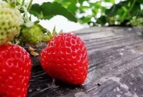 魔都温泉摘草莓,魔都温泉一日游攻略