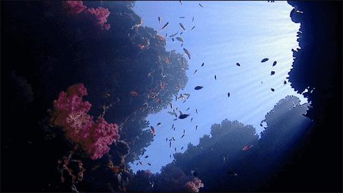 女性吃海参的功效与作用,男性吃海参是起到什么作用