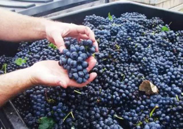 什么样的葡萄酒是好葡萄酒呢,原装葡萄酒和原瓶葡萄酒的区别