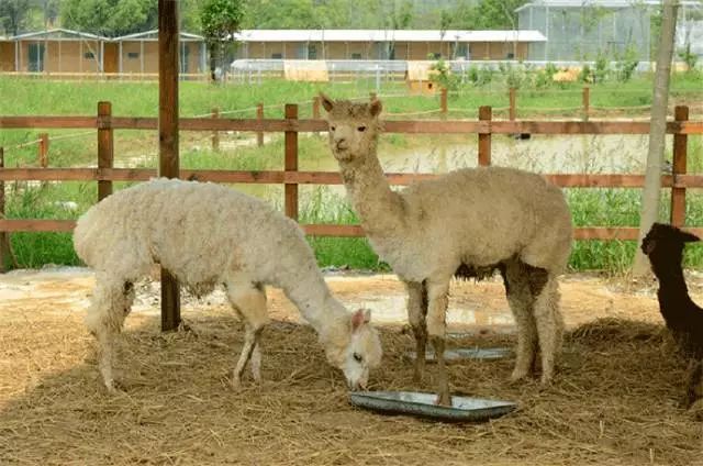 亲子推荐│蝶梦山丘—让蝶入梦、与蝶共舞