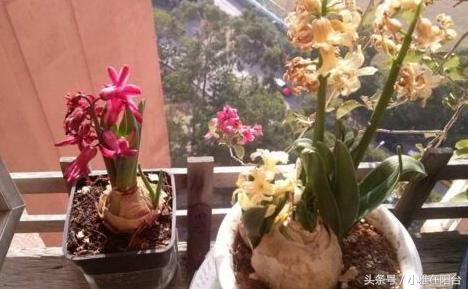 风信子开完花后怎么处理,风信子开完花后该怎么养