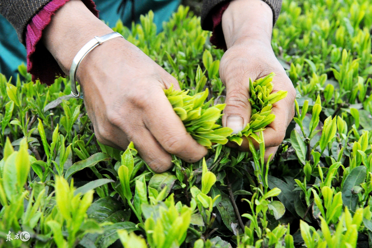 阿里山高山茶的冲泡茶具,高山茶讲解